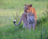 Wildlife photography of a stunning leopard standing in a green expanse with soft sunset lighting from behind. 