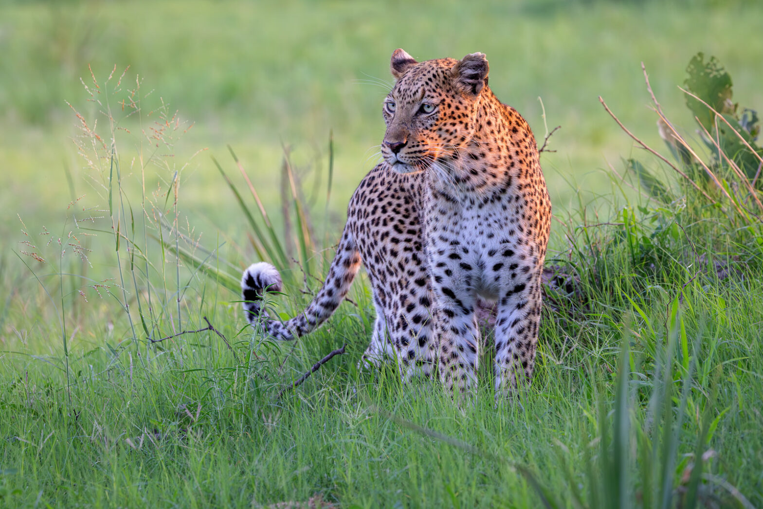 Wildlife photography of a stunning leopard standing in a green expanse with soft sunset lighting from behind. 