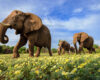 Wildlife low angle photography of a herd of elephants walking through a carpet of yellow devil’s thorn flowers. 