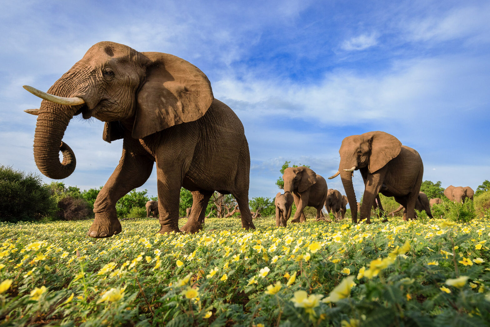 Wildlife low angle photography of a herd of elephants walking through a carpet of yellow devil’s thorn flowers. 