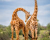 Wildlife photography of two giraffes necking and two-stepping gracefully on the savannah landscape, one giraffe’s neck is arched towards the other in a half heart.