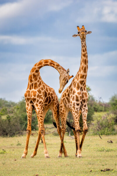 Wildlife photography of two giraffes necking and two-stepping gracefully on the savannah landscape, one giraffe’s neck is arched towards the other in a half heart.