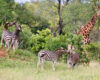 Whimsical Wildlife photograph of playing Zebras, and a giraffe with oxpeckers perched on his ossicones. 