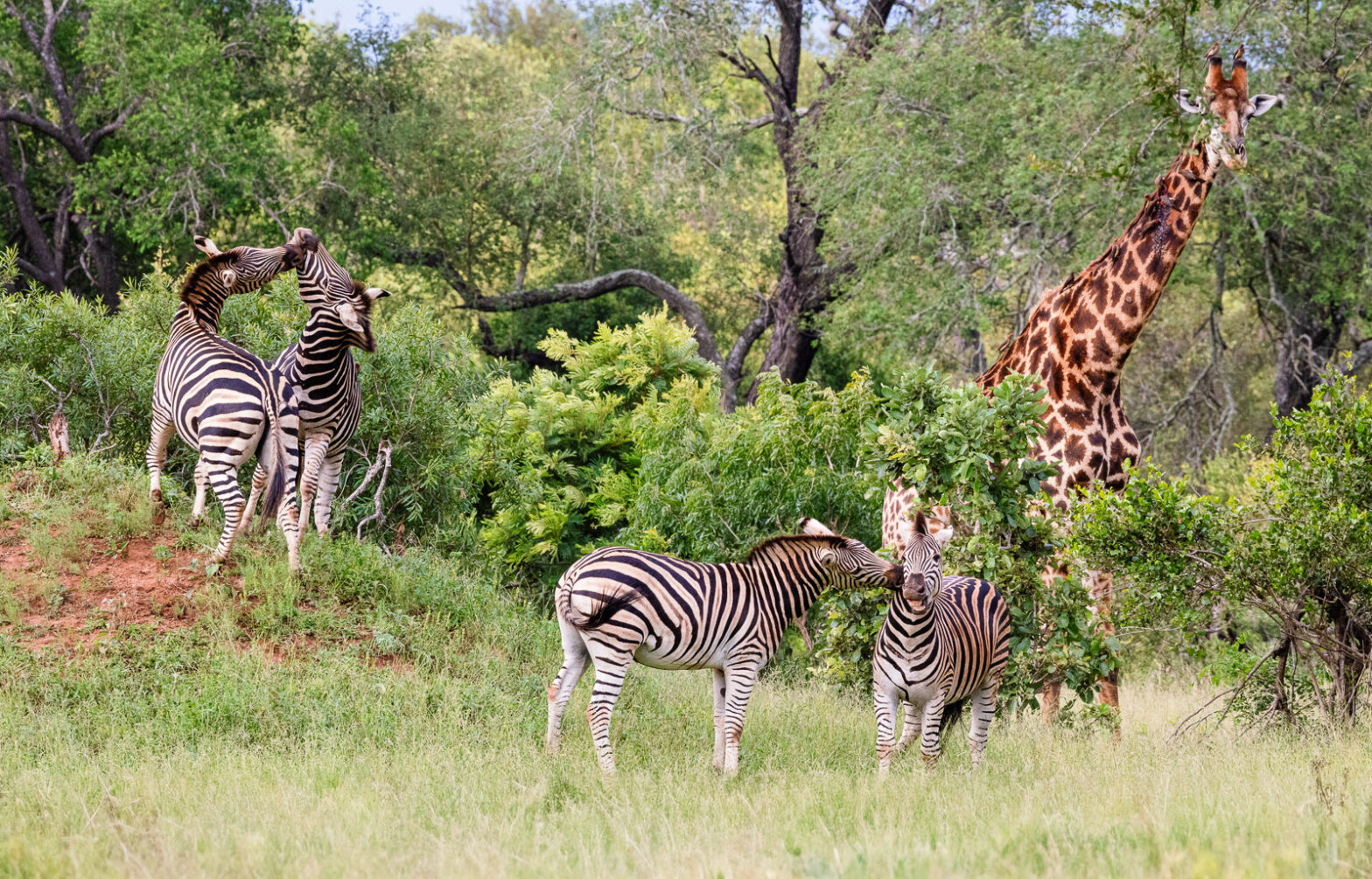 Whimsical Wildlife photograph of playing Zebras, and a giraffe with oxpeckers perched on his ossicones. 