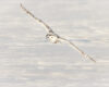 Wildlife photography of a graceful Snowy Owl gliding over snowy ground. 