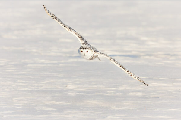 Wildlife photography of a graceful Snowy Owl gliding over snowy ground. 