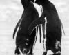 Wildlife photography of two magellanic penguins as they walk towards the sea, appearing to be whispering into the other’s ear.  