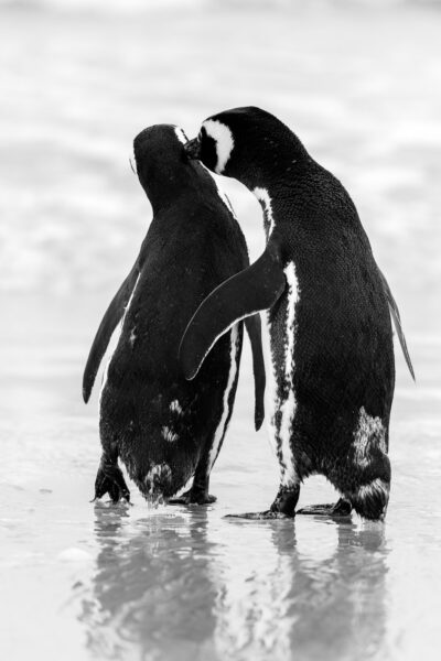 Wildlife photography of two magellanic penguins as they walk towards the sea, appearing to be whispering into the other’s ear.  