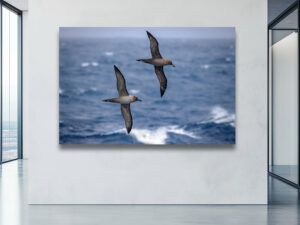 Sooty and Light-mantled Albatrosses soaring together over the Southern Antarctic Ocean in a breathtaking display of harmony with the wind.