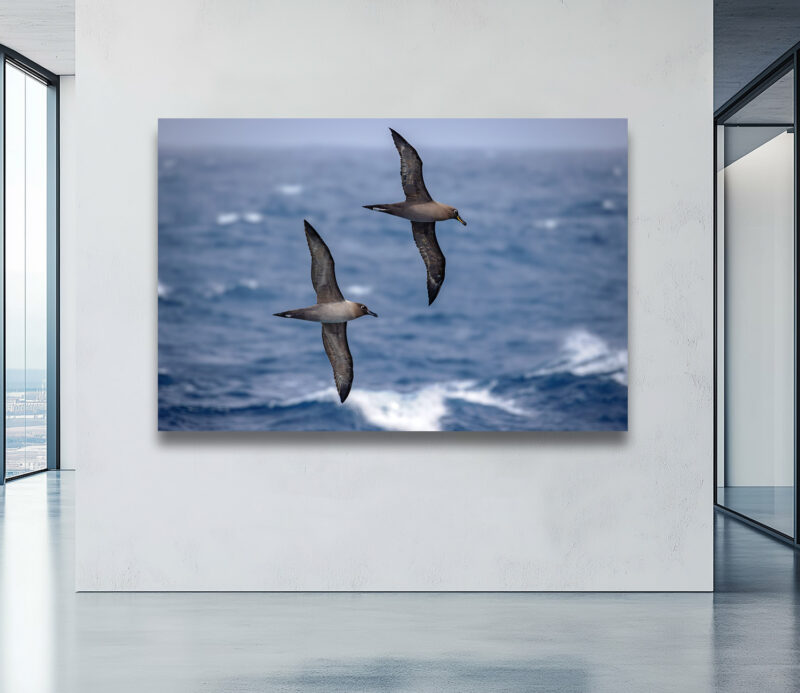 Sooty and Light-mantled Albatrosses soaring together over the Southern Antarctic Ocean in a breathtaking display of harmony with the wind.