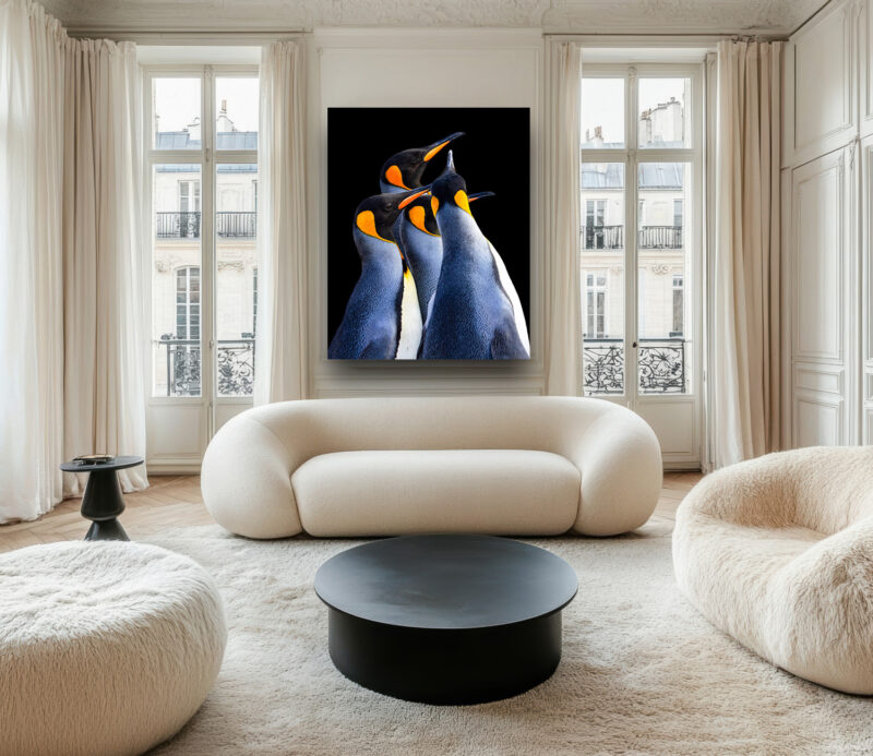 Four King Penguins with vivid orange markings, standing closely together against a black background, featured in a fine art limited edition gallery.