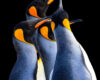 Graceful King Penguins in Harmony – Fine Art Wildlife Photography