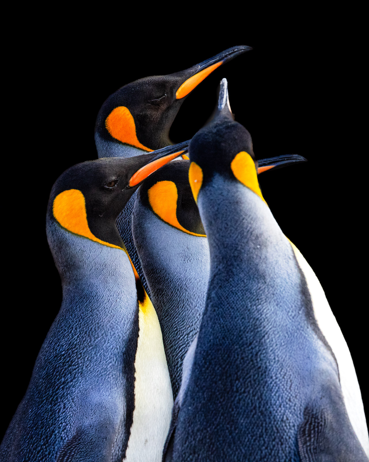 Graceful King Penguins in Harmony – Fine Art Wildlife Photography