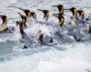 King Penguins in the Surf – A Dynamic Dance of Nature