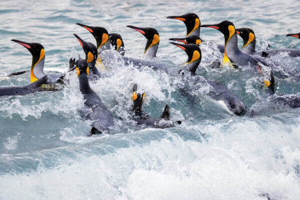 King Penguins in the Surf – A Dynamic Dance of Nature