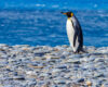 Majestic King Penguin on a cobble stone beach – Fine Wildlife Art Photography