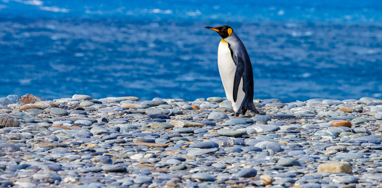 Majestic King Penguin on a cobble stone beach – Fine Wildlife Art Photography