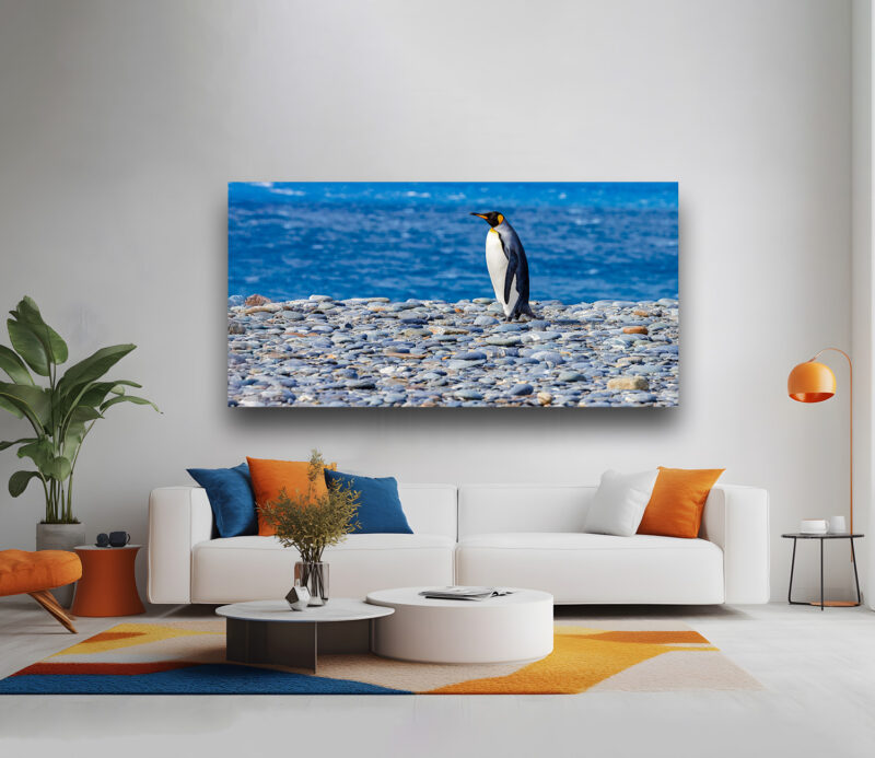 A solitary King Penguin standing on a shore of smooth cobblestones with the ocean in the background, featured in a fine art limited edition gallery.