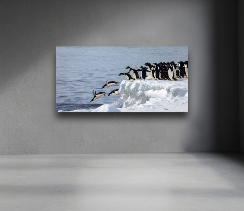 A group of Adélie penguins perched on an ice platform, some leaping into icy Antarctic waters while others await their turn..