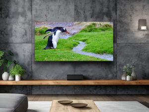 Tuxedo on Turf - Wildlife Photography Lumachrome Print by Cindy Goeddel