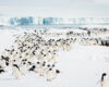 Adélie Penguins on the Move – Life in the Antarctic