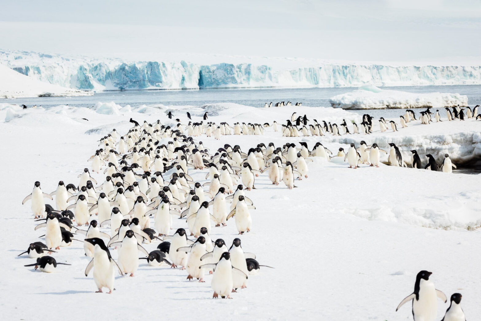 Adélie Penguins on the Move – Life in the Antarctic