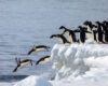 Leap of Faith – Adélie Penguins Dive into the icy waters