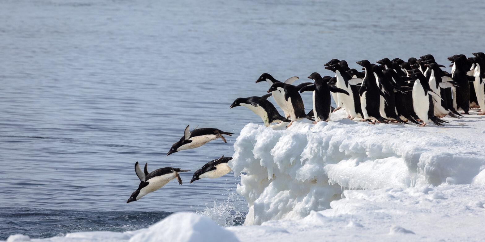 Leap of Faith – Adélie Penguins Dive into the icy waters