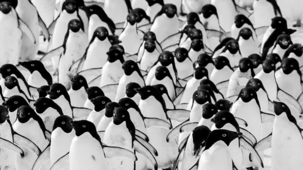 Adélie Penguins in Motion – A Monochrome Masterpiece