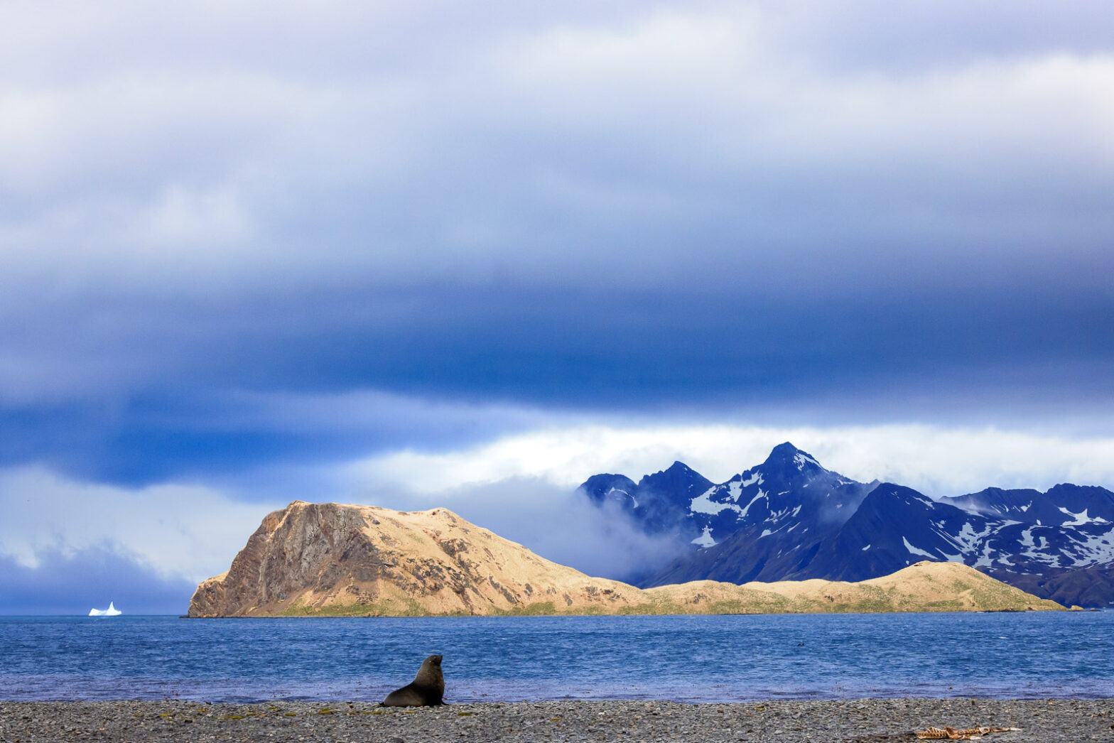 Antarctic Fur Seal and Iceberg – A Wild South Georgia Scene