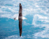 Black-Browed Albatross: Majestic Flight Over the Southern Ocean