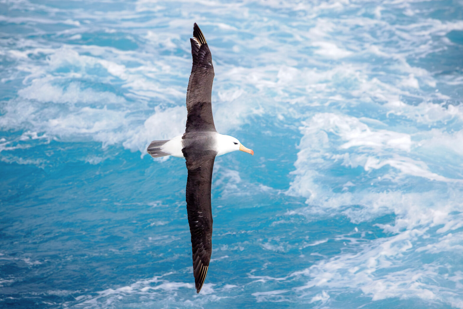 Black-Browed Albatross: Majestic Flight Over the Southern Ocean