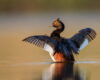 Wildlife photography of a Eared Grebe flapping its wings in the water. 