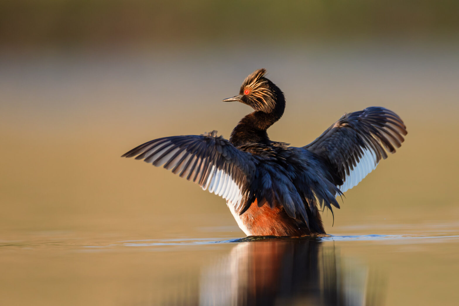 Wildlife photography of a Eared Grebe flapping its wings in the water. 