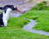 Confident Gentoo Penguin Striding Through Falkland Islands' Verdant Landscape