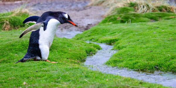 Confident Gentoo Penguin Striding Through Falkland Islands' Verdant Landscape