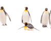 Wildlife photography of King Penguins in High Key Elegance