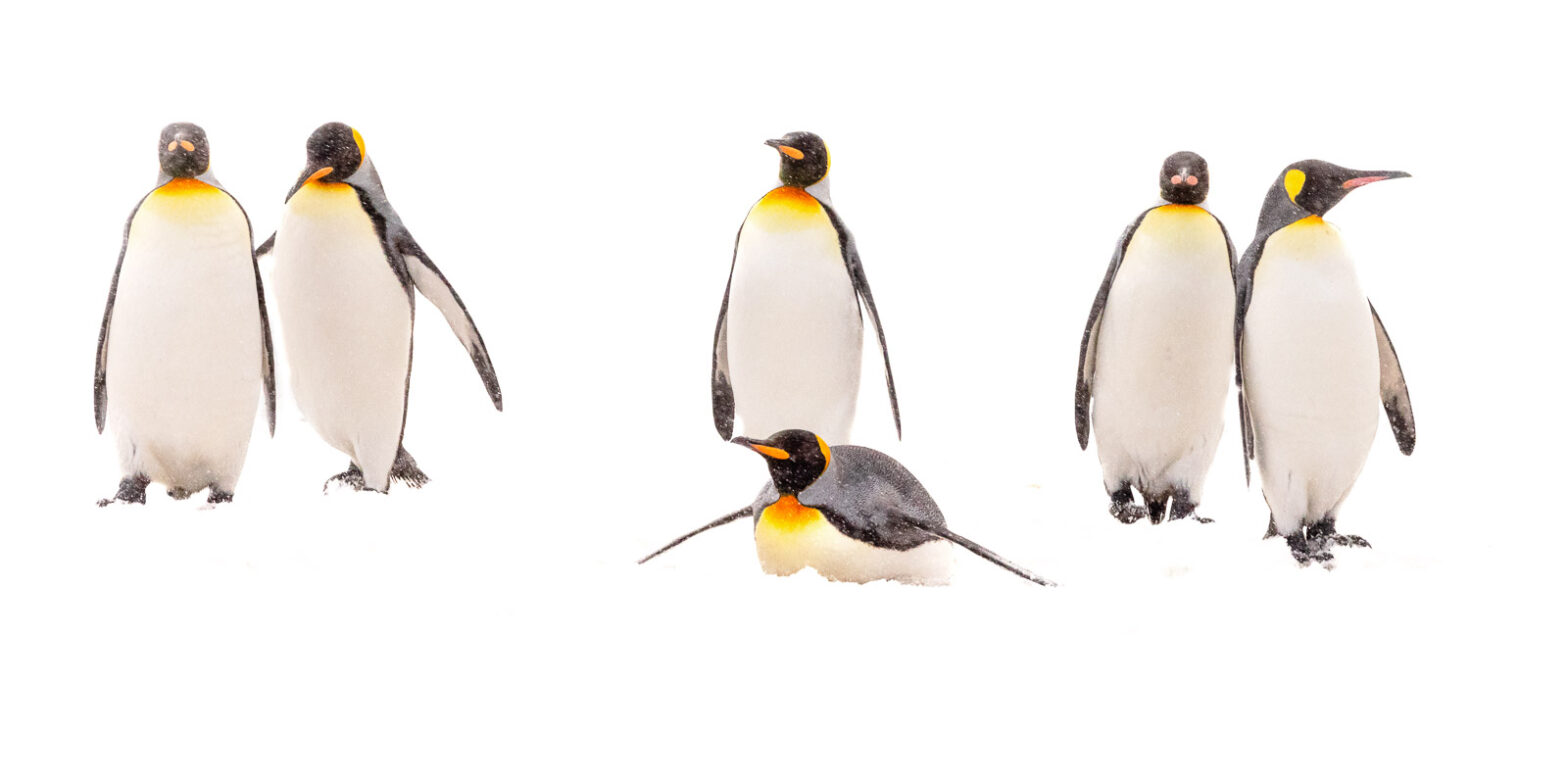 Wildlife photography of King Penguins in High Key Elegance