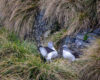 Photograph Gray-headed Albatrosses Nesting in South Georgia: A Moment of Bonding