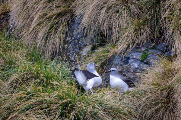 Photograph Gray-headed Albatrosses Nesting in South Georgia: A Moment of Bonding