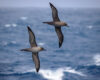 Rare Sooty and Light-mantled Albatrosses Glide Together Over the Southern “Antarctic” Ocean