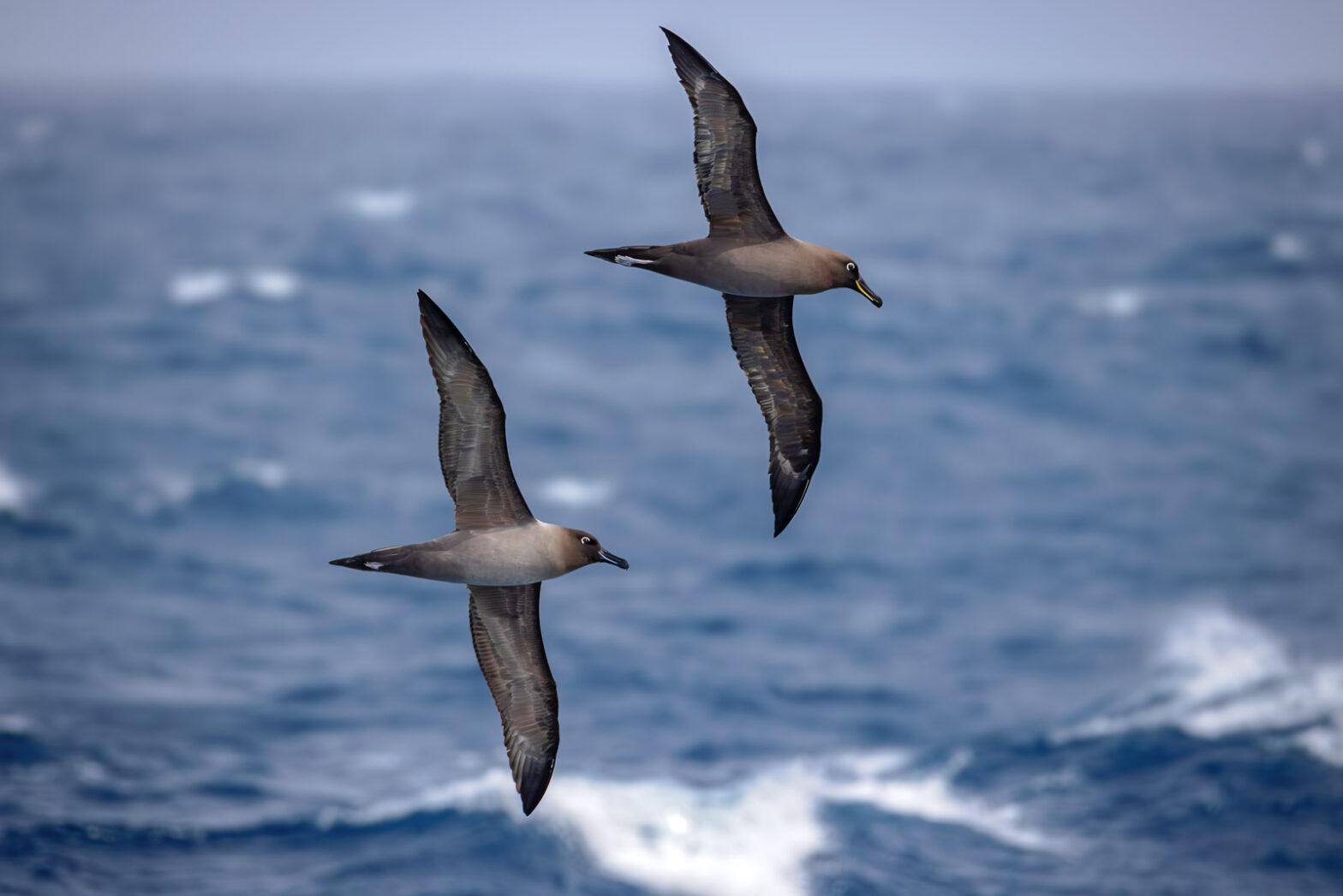 Rare Sooty and Light-mantled Albatrosses Glide Together Over the Southern “Antarctic” Ocean