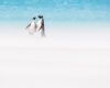 Resilient Magellanic Penguins in a Sandstorm - Falkland Islands