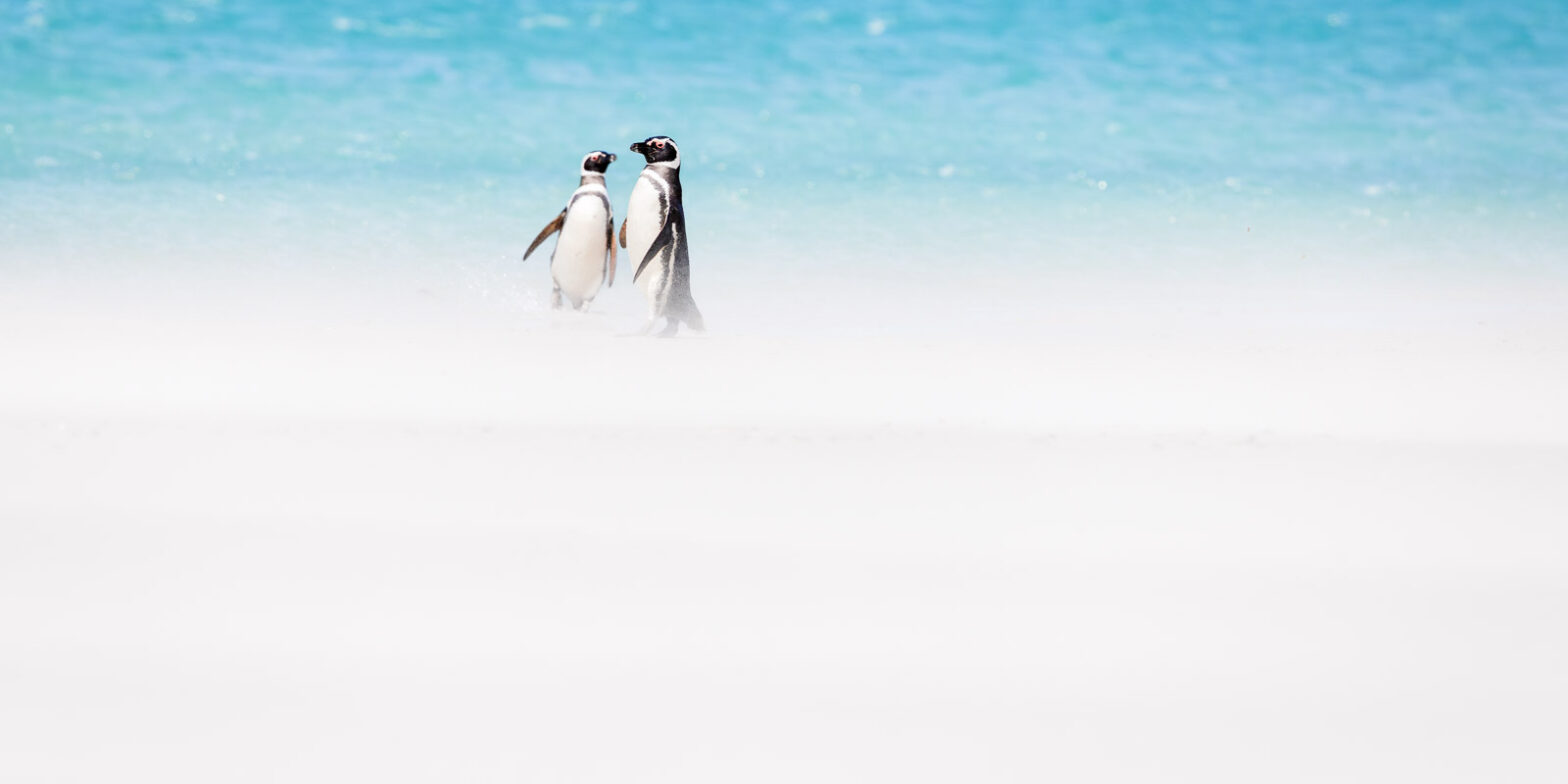 Resilient Magellanic Penguins in a Sandstorm - Falkland Islands