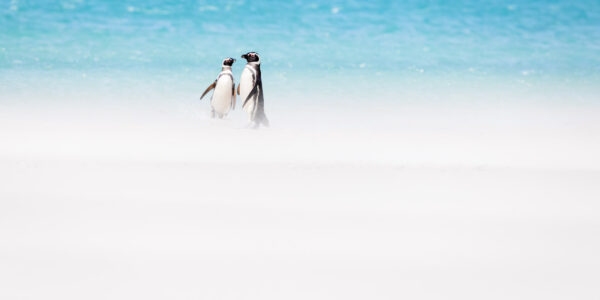 Resilient Magellanic Penguins in a Sandstorm - Falkland Islands