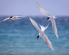 Graceful South American Terns in Flight Over Azure Waters