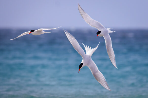 Graceful South American Terns in Flight Over Azure Waters