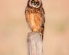 Wildlife photography of a juvenile short-eared owl as it is perched on a wooden fence post with a curved strand of barbed wire below.