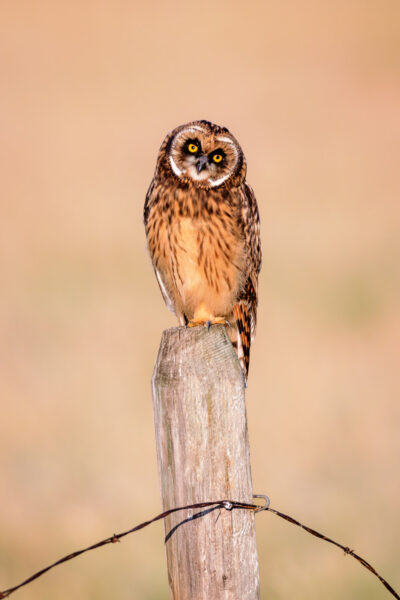 Wildlife photography of a juvenile short-eared owl as it is perched on a wooden fence post with a curved strand of barbed wire below.