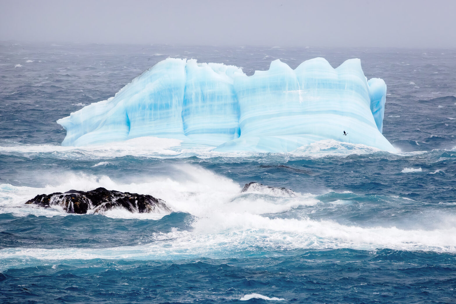 Wildlife photography of an iceberg in the Antarctica ocean with a single Imperial Shag flying above the waves.